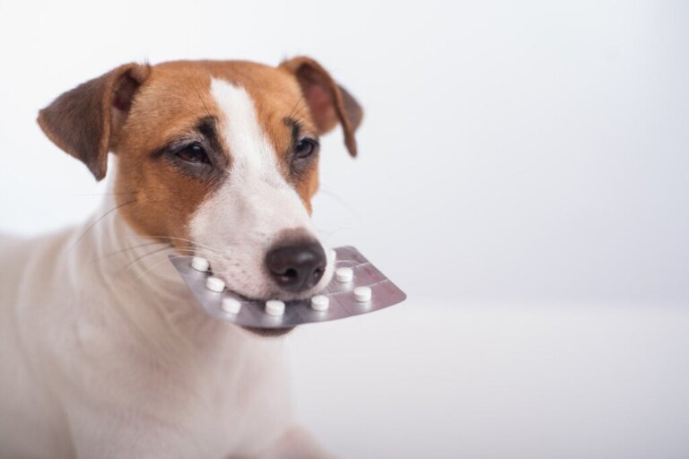Köpeklerde Selegilin: Dozaj, Kullanım ve Yan Etkiler