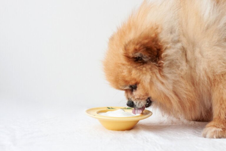 Köpeğiniz Yoğurt Yiyebilir mi?