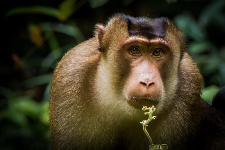 Dünyanın Nesli Tehlike Altındaki Primatları