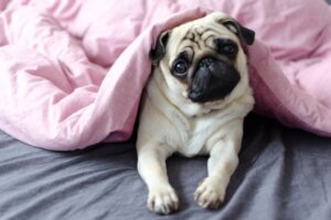 Bir Köpeğin Yaşını İnsan Yıllarında Nasıl Hesaplayabilirsiniz?