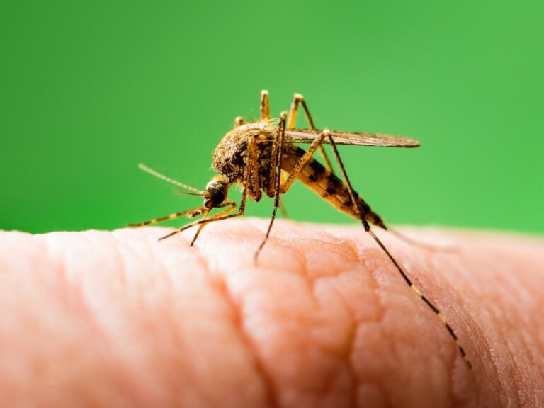 Genetiği Değiştirilmiş Sivrisineklerin Riskleri ve Faydaları