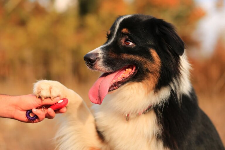 Köpekler Farklı Dilleri Ayırt Edebilir mi?