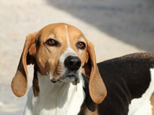 Bir Köpeğin Görüşü: Bir Köpeğin Gözünden Görmek