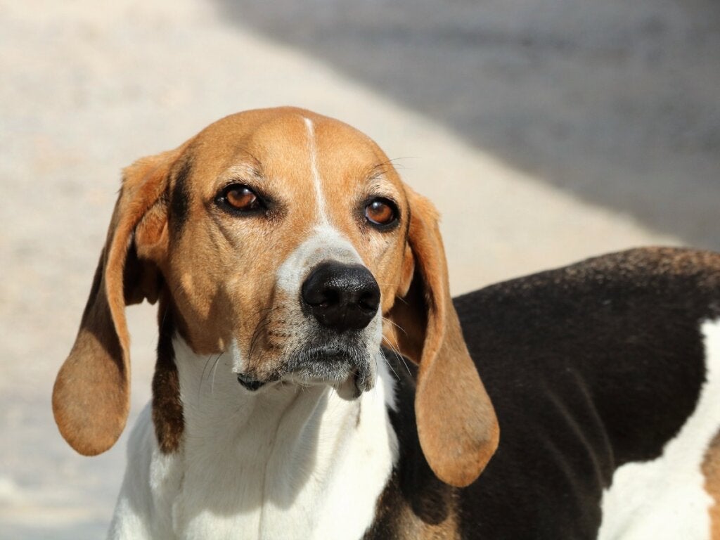 Bir Köpeğin Görüşü: Bir Köpeğin Gözünden Görmek