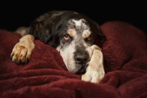 Köpeğinizin Kaç Yaşında Olduğunu Nasıl Öğrenirsiniz?