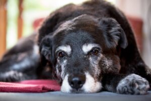 Yetişkin Köpeğinizi Nasıl Beslersiniz?