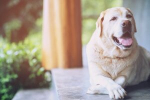 Yaşlı Bir Köpeği Sahiplenmek için 15 Neden
