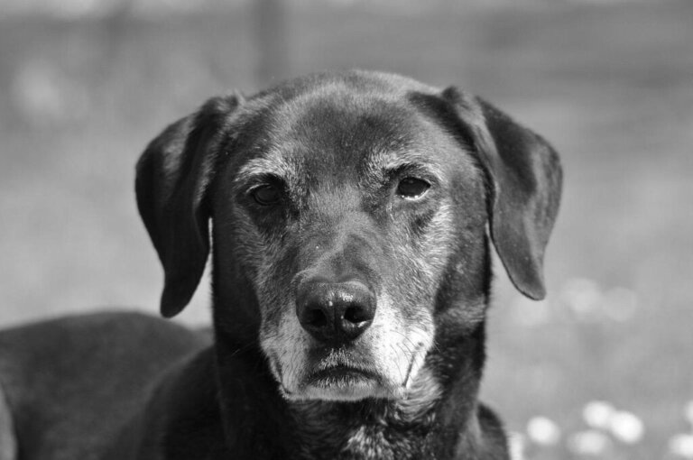 Mayorka Çoban Köpeği Hakkında Merak Edilenler