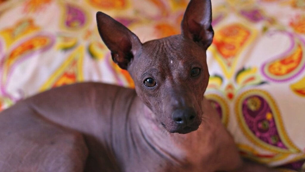Xoloitzcuintli (Tüysüz Meksika) Köpeği Hakkında Her Şey