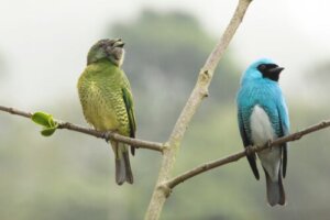 Cinsel Dimorfizmi Keşfetmek: 5 Etkileyici Örnek
