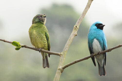 Cinsel Dimorfizmi Keşfetmek: 5 Etkileyici Örnek