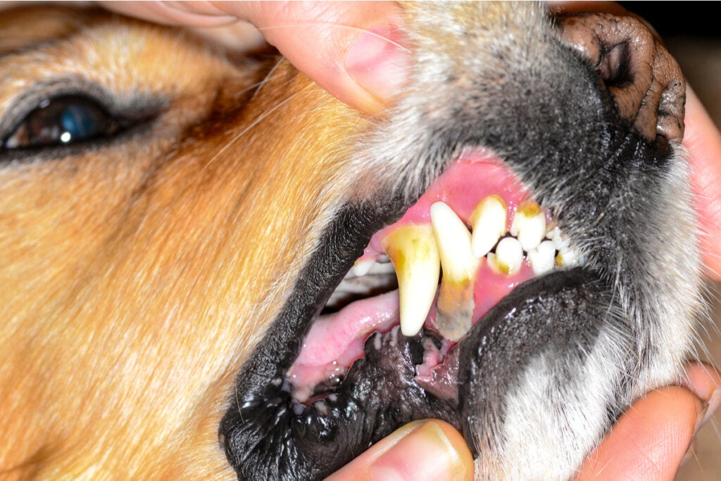 Köpeklerde Stomatit Nedenleri Nelerdir?