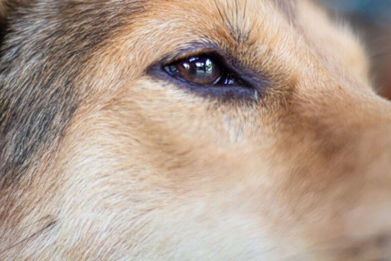 Köpeklerde Horner Sendromu: Belirtileri, Tanısı ve Önlenmesi
