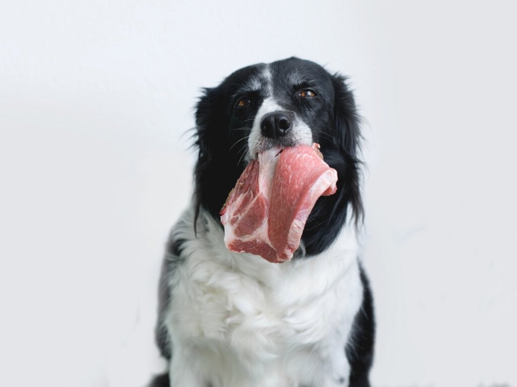 Köpeğinizin Mangalda Pişmiş Et Yememesinin Nedenleri