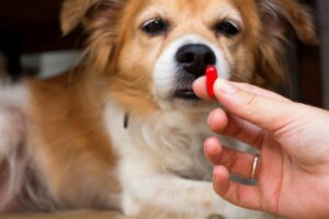 Köpekler için Meloksikam: Dozaj ve Öneriler