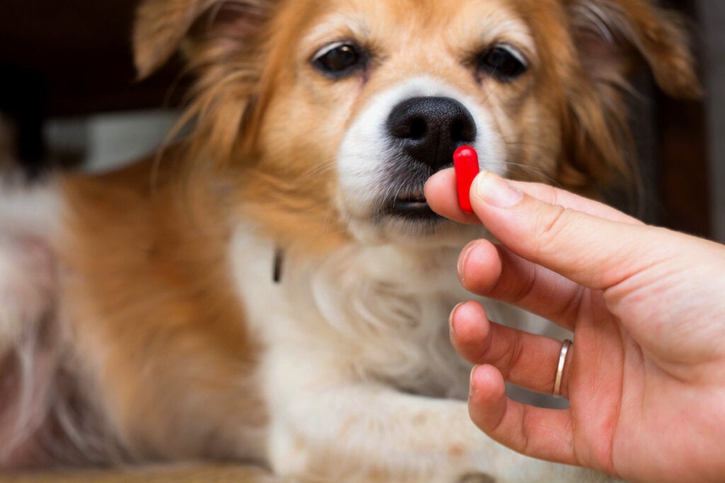 Köpekler için Meloksikam: Dozaj ve Öneriler