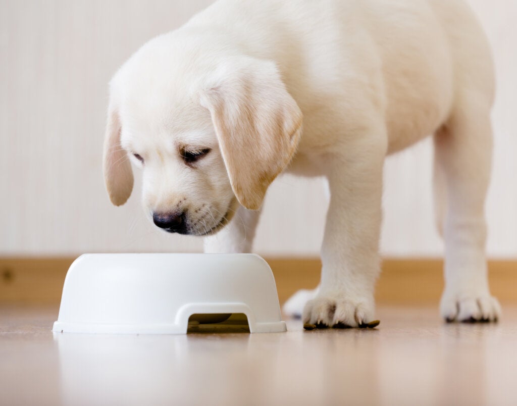 Köpekler İçin Havuç: Faydaları Nelerdir?