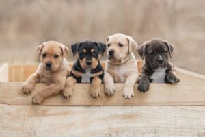 Yavru Köpekler için BARF Diyeti Nedir?