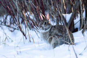 Tavşanlar Kışın Nasıl Sıcak Tutulur