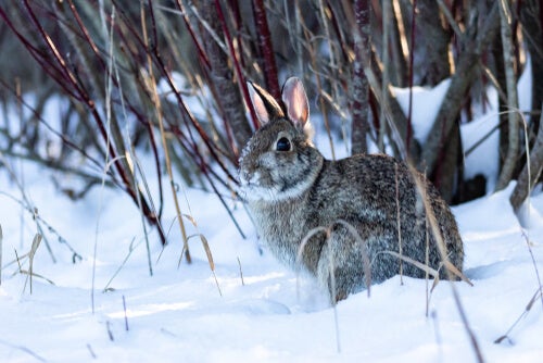 Tavşanlar Kışın Nasıl Sıcak Tutulur