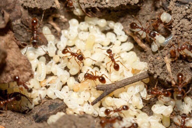 Karıncalar Nasıl Doğar?