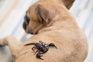 Köpeklerde Akrep Sokması: Ne Yapmalı?
