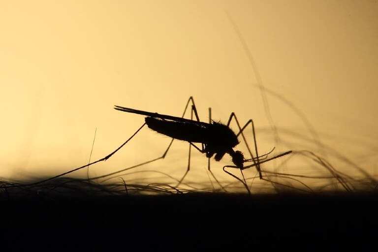 Sivrisineklerin Neden Bazı İnsanları Diğerlerinden Daha Çok Isırdığını Öğrenin