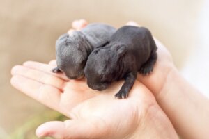 Tavşanlar Nasıl Doğar?