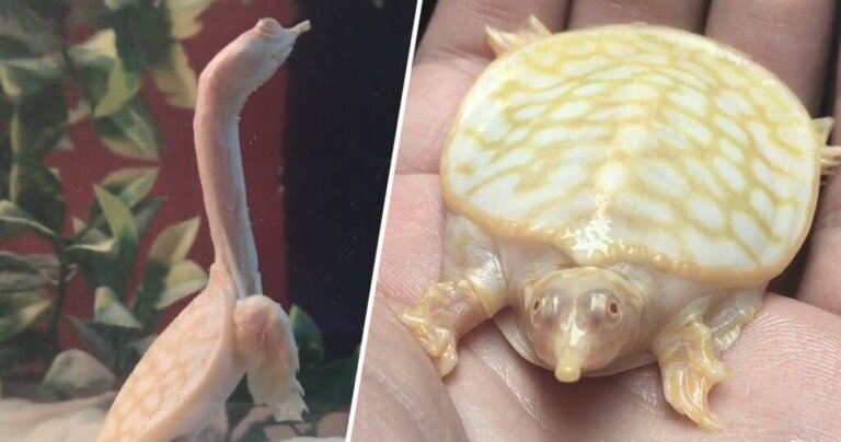 İnanılmaz Minik Albino Bebek Kaplumbağa!