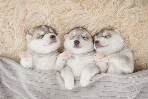 Bir Köpeğin Gece Boyunca Uyumasına Yardımcı Olmak