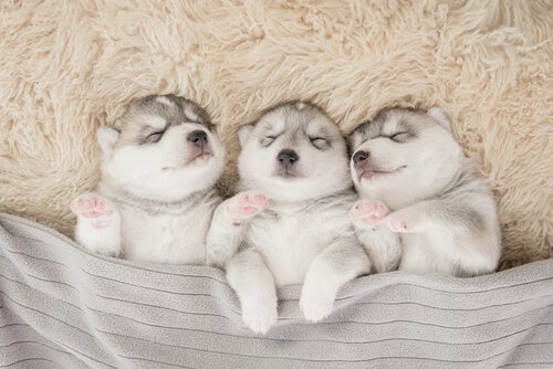 Bir Köpeğin Gece Boyunca Uyumasına Yardımcı Olmak