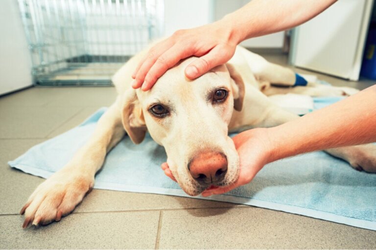 Köpeklerde Yumrular: Nedenleri ve Tedavisi