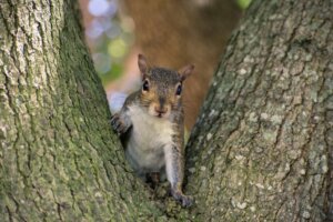 Sincaplar Hakkında Merak Edilen 9 Şey