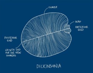 Dünyanın İlk Hayvanı Keşfedildi