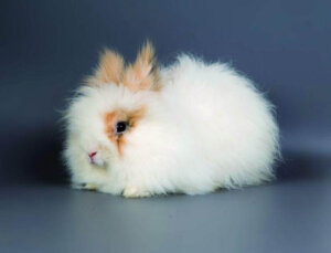 Ankara Tavşanı: Bilmeniz Gereken Her Şey