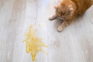 Kediniz Yemek Yedikten Sonra Kusuyor mu?