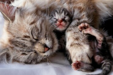 Yavru Kedi Annesinden Ne Zaman Ayrılmalı?