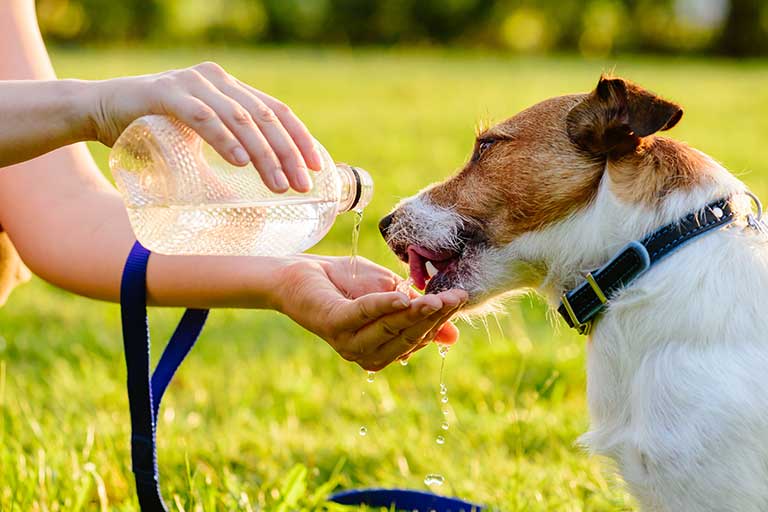 Sıcak Havalar Sırasında Köpeklere Yardım Etmenin İpuçları