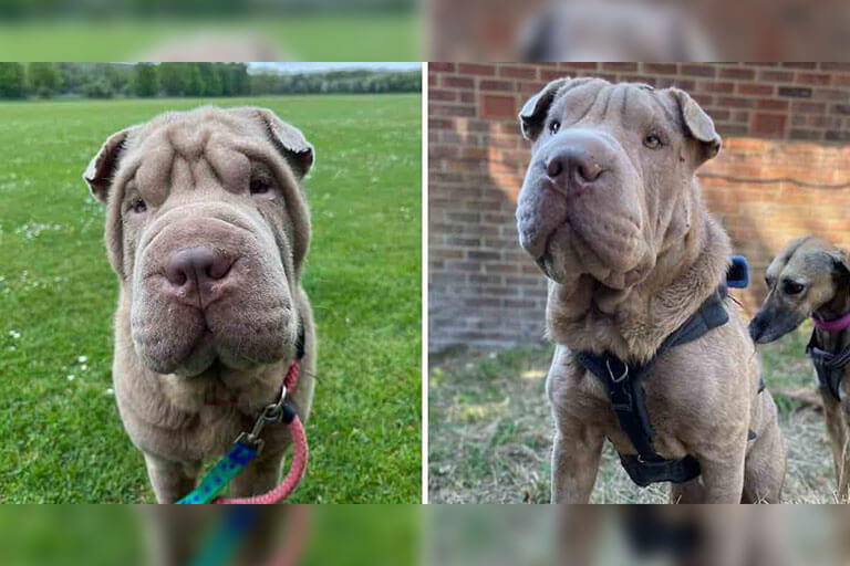 Deri Fazlalığı Olan Köpek Bir Barınak Sayesinde Artık Yüzünü Gösterebiliyor