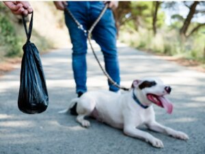 Köpeklerde Siyah Dışkı: Nedeni Nedir?