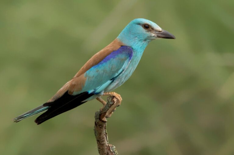 Mavi Kuzgun: Göz Alıcı Bir Kuş