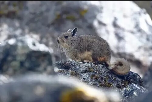 And Dağları Faunası