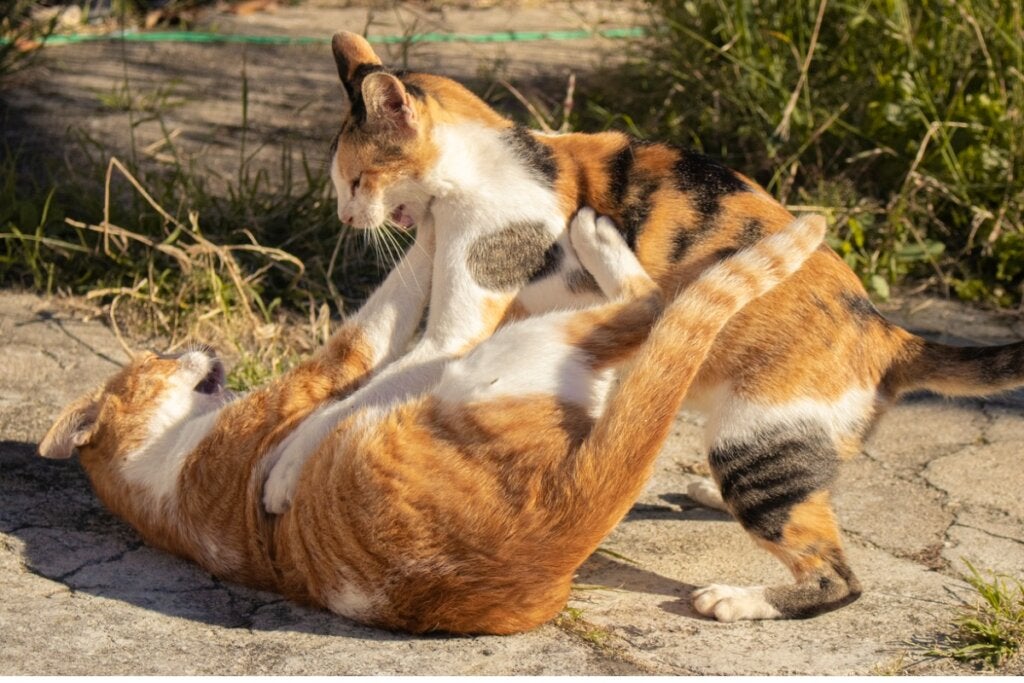 Kavga Eden İki Kedi Nasıl Ayrılır?