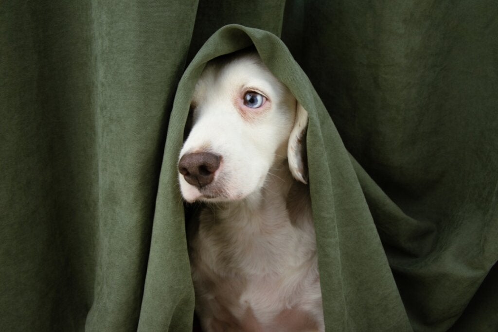 Köpeğim Benden Saklanıyor ve Tuhaf Davranıyor: Ne Yapmalıyım?