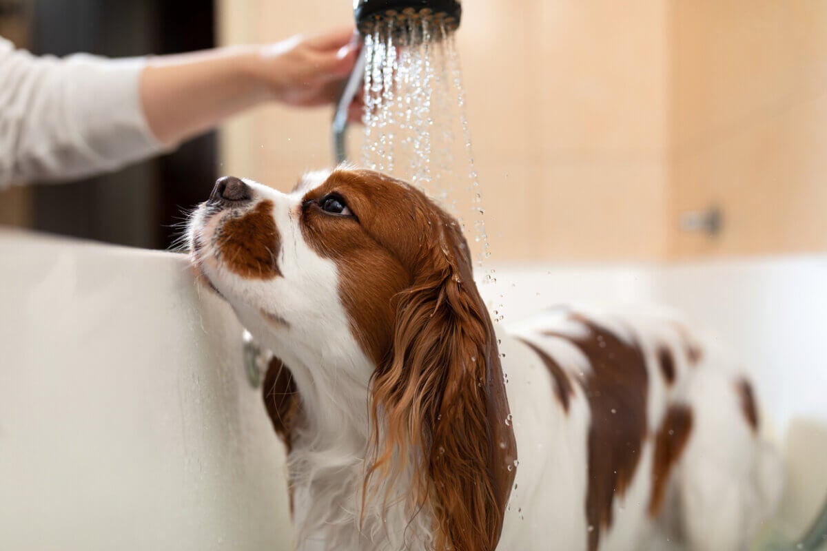 Köpek Hijyeni: Düzenli Bakım ve Köpeğinizin Sağlığı