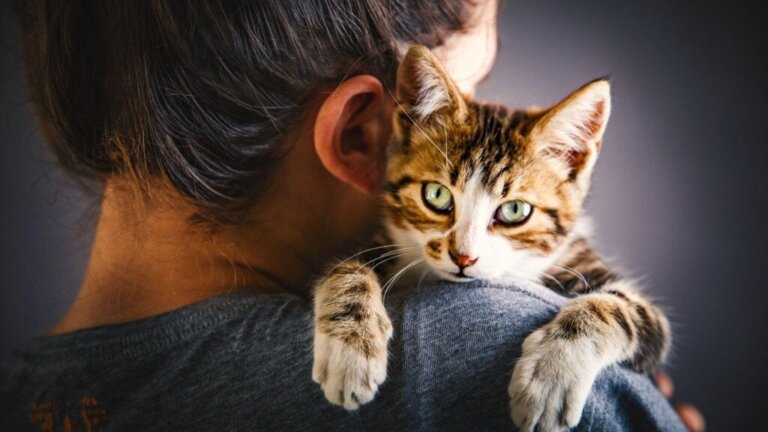 Kedilerde Aşırı Bağlanma: Nedenleri, Belirtileri ve Çözümleri