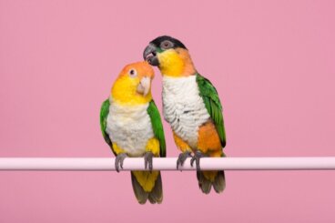 Erkek ve Dişi Papağanlar Arasındaki Farklar