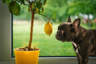 Köpeklerin Limon Yememesini Gerektiren Nedenler